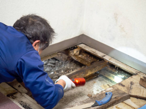 Best Emergency Mold Removal  in Gulf Park Estates, MS