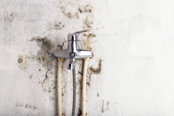Best Certified Mold Removal  in Gulf Park Estates, MS