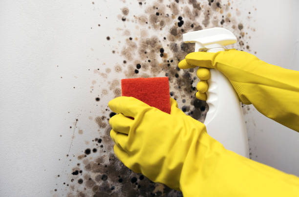 Best Mold Damage Repair  in Gulf Park Estates, MS
