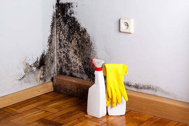 Best Residential Mold Removal  in Gulf Park Estates, MS