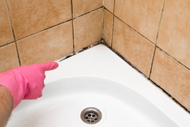 Best Office Mold Removal Services  in Gulf Park Estates, MS